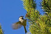 BRD 13 TL0001 01
Black Capped Chickadee Looking For Insects On Pine Tree