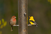 BRD 13 TL0002 01
House Finch And American Goldfinch Male Sitting At Birdfeeder