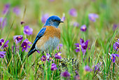 BRD 13 TL0003 01
Male Western Bluebird On Wildflowers