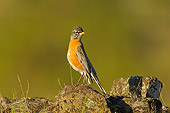 BRD 13 TL0004 01
American Robin On Rocks