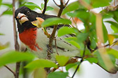 BRD 13 TL0005 01
Male Rose-Breasted Grosbeak In Tree