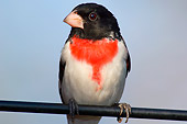BRD 13 TL0006 01
Male Rose-Breasted Grosbeak On Branch