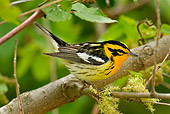 BRD 13 TL0008 01
Male Blackburnian Warbler On Branch