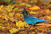 BRD 13 TL0009 01
Steller's Jay On Fall Leaves