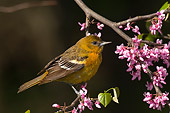 BRD 13 TL0010 01
Female Northern Oriole On Branch