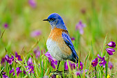 BRD 13 TL0012 01
Male Western Bluebird By Wildflowers