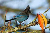 BRD 13 TL0013 01
Steller's Jay On Tree Branch