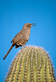 BRD 13 TL0014 01
Curve-billed Thrasher Singing From A Top Of Cactus