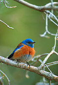 BRD 13 TL0015 01
Western Bluebird Male On Branch