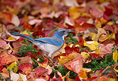 BRD 13 TL0016 01
Scrub Jay On Autumn Leaves