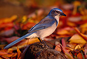BRD 13 TL0017 01
Scrub Jay On Autumn Leaves