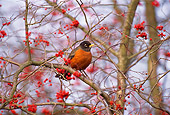 BRD 13 TL0018 01
American Robin In Tree