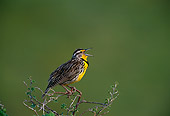 BRD 13 TL0019 01
Western Meadowlark Singing On Branch