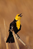 BRD 13 TL0020 01
Yellow-headed Blackbird Singing