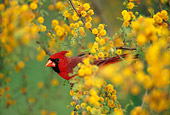 BRD 13 TL0021 01
Male Northern Cardinal In Tree