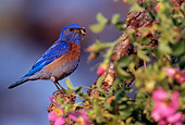 BRD 13 TL0022 01
Western Bluebird Male Perched On Bush