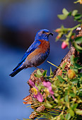 BRD 13 TL0023 01
Western Bluebird Male Perched On Bush