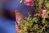 BRD 13 TL0024 01
Female Western Bluebird Perched On Bush