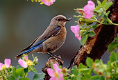 BRD 13 TL0026 01
Female Western Bluebird By Pink Flowers