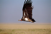 BRD 13 TL0027 01
Profile Of Lappet-faced Vulture Flying Across Savanna