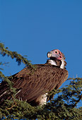 BRD 13 TL0028 01
Lappet-faced Vulture Standing In Tree Shot From Below