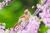 BRD 13 TL0029 01
Female Northern Cardinal Perching In Flowering Tree