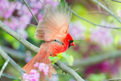 BRD 13 TL0030 01
Male Northern Cardinal Landing In Flowering Tree