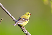 BRD 13 TL0031 01
Female American Goldfinch Sitting On Branch
