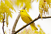 BRD 13 TL0032 01
Yellow Warbler Singing In Tree