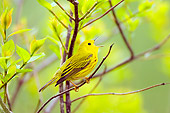BRD 13 TL0033 01
Yellow Warbler Singing In Tree