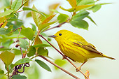 BRD 13 TL0034 01
Yellow Warbler Sitting In Shrub