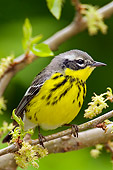 BRD 13 TL0035 01
Magnolia Warbler Sitting In Tree
