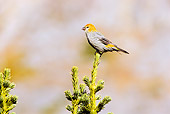 BRD 13 TL0036 01
Pine Grosbeak Sitting On Top Of Evergreen Tree