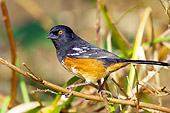 BRD 13 TL0037 01
Spotted Towhee Sitting On Twig