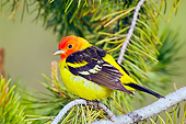 BRD 13 TL0039 01
Male Western Tanager Sitting On Pine Branch
