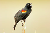 BRD 13 TL0041 01
Red-Winged Blackbird Sitting On Cattail Singing