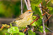 BRD 13 TL0042 01
Palm Warbler Sitting On Branch