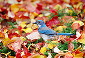 BRD 13 TL0043 01
Scrub Jay Standing In Autumn Leaves