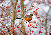 BRD 13 TL0044 01
American Robin Eating Red Berries In Tree In Winter