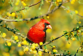 BRD 13 TL0045 01
Northern Cardinal Male Sitting In Tree