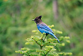 BRD 13 TL0046 01
Stellar's Jay Standing On Top Of Evergreen Tree