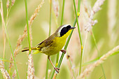 BRD 13 TL0047 01
Common Yellowthroat Male Sitting On Grass In Field