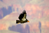 BRD 13 TL0048 01
California Condor Flying Mountains Background