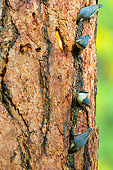 BRD 13 TL0049 01
Four Pygmy Nuthatches Feeding On Insects On Ponderosa Pine