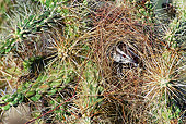 BRD 13 TL0055 01
Cactus Wren Nesting In Cactus Arizona