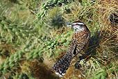 BRD 13 TL0056 01
Cactus Wren Perching On Cactus Arizona