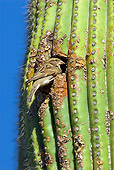 BRD 13 TL0057 01
House Sparrow Perching On Cactus Arizona