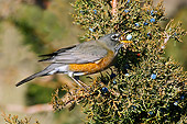 BRD 13 TL0058 01
American Robin Feeding On Juniper Berries Autumn