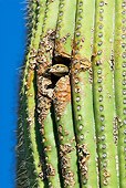 BRD 13 TL0059 01
House Sparrow Peeking Out Of Nest In Cactus Arizona