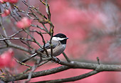 BRD 13 TL0060 01
Black-Capped Chickadee Perching On Branch In Flowering Dogwood Tree